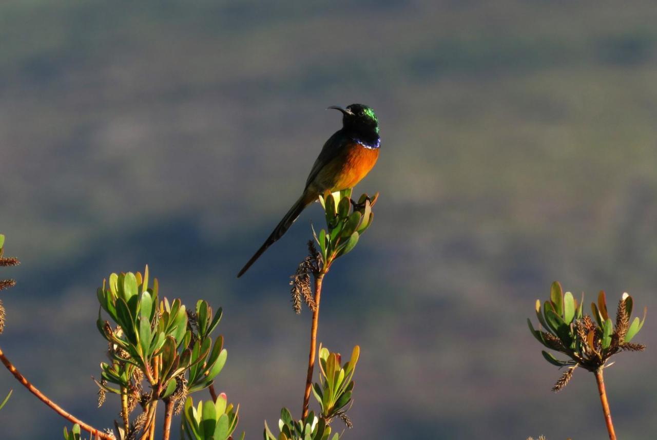 Farm 215 Private Nature Reserve Uilenkraal Luaran gambar